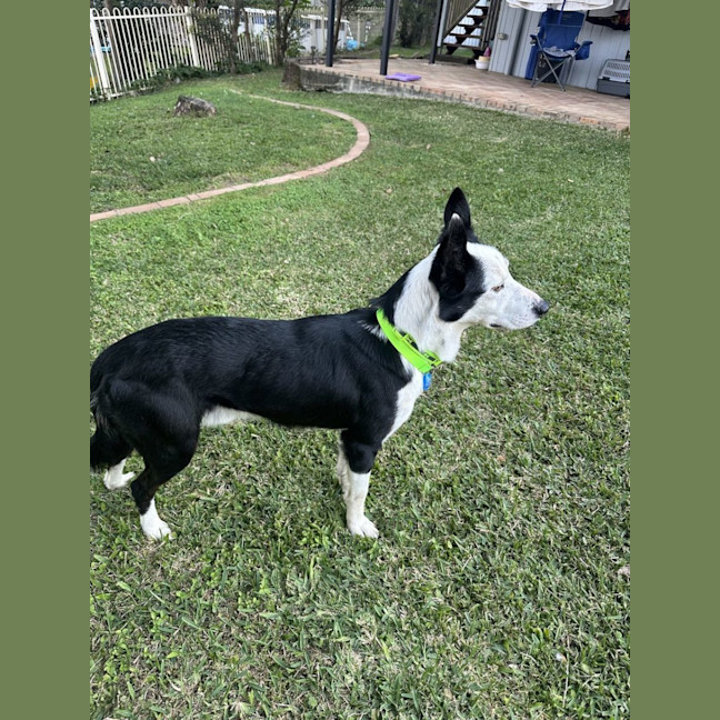 Photo of Tobi *$350 Adoption Fee* 