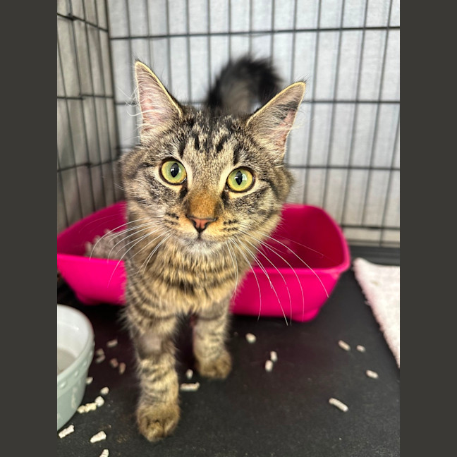 Photo of Salami & Pepperoni 