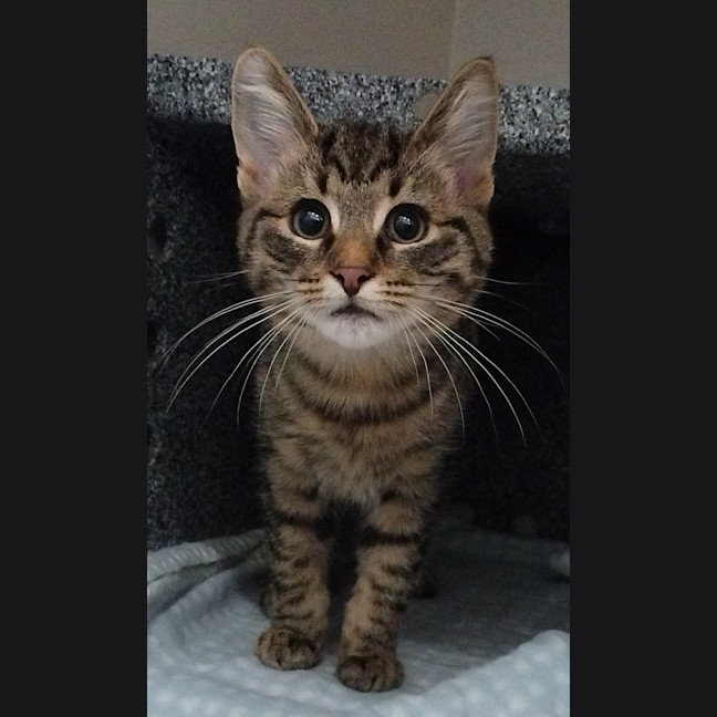 Photo of Champion