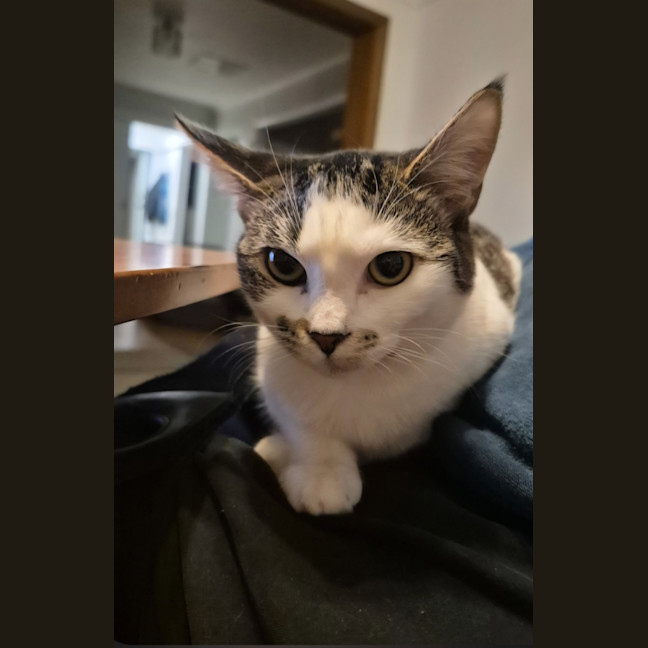 Photo of Honey