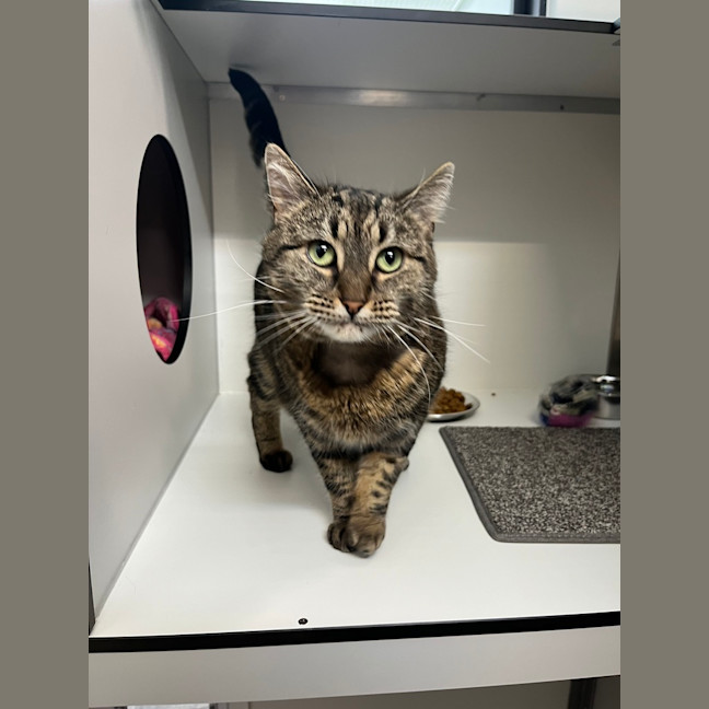 Photo of Sweet Pea