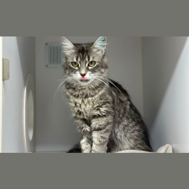 Photo of Oreo