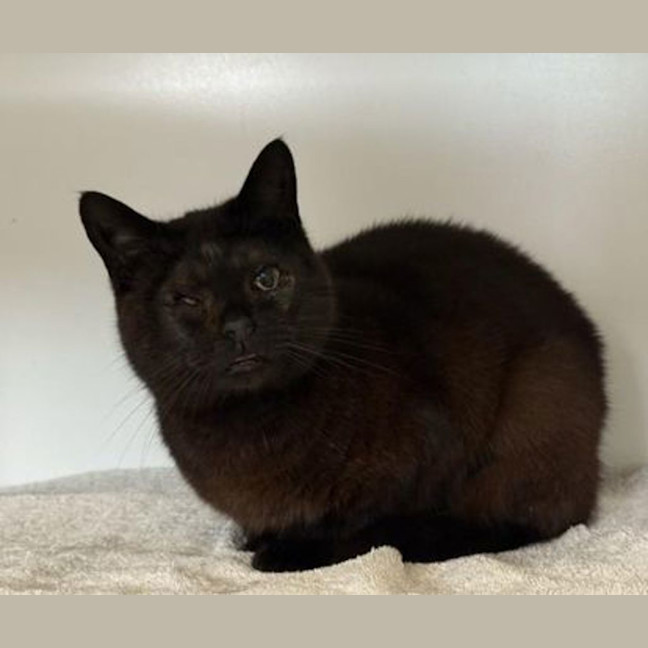 Photo of Midnight