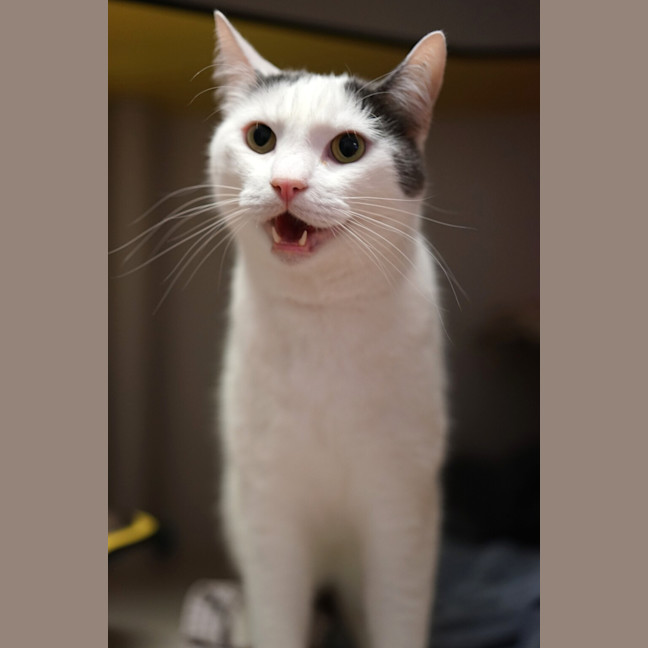 Photo of Wicket