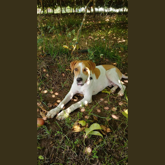 Photo of Merlin
