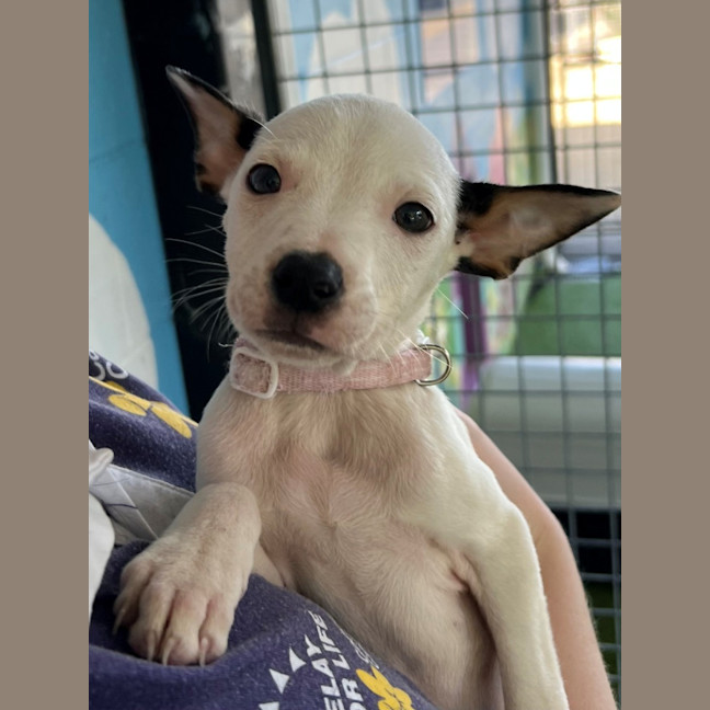 Photo of D1142 Minty