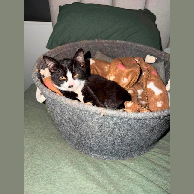 Photo of Socks