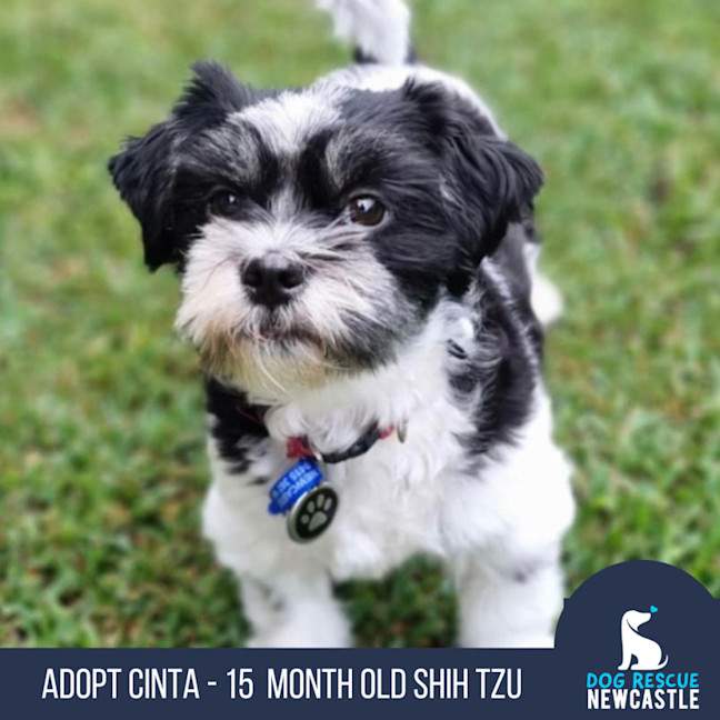 Non Shedding Breed Hypoallergenic Puppies Near Me Cinta 15 Month