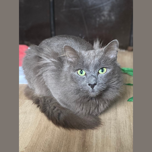 Photo of Morris 💙