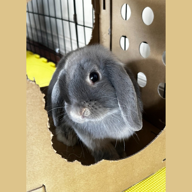 Photo of Bubbles And Squeak