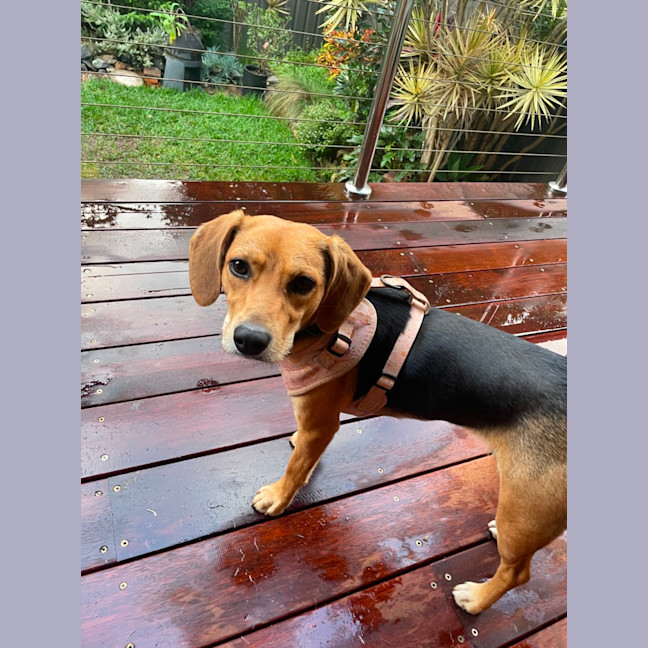 Photo of Bambi   15 Month Old Beagle X