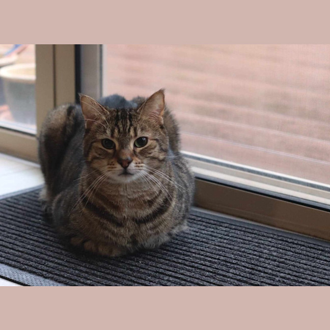 Photo of Tequila / Jaeger