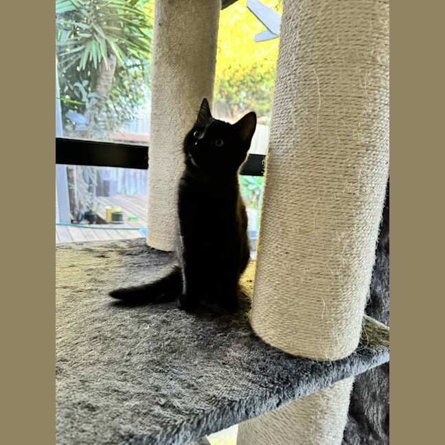 Photo of Pixie & Rocky