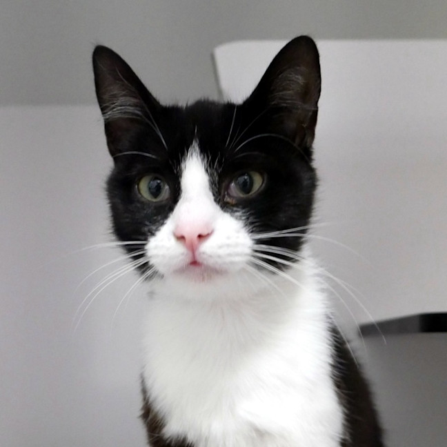 Photo of Chanel Rstk013540