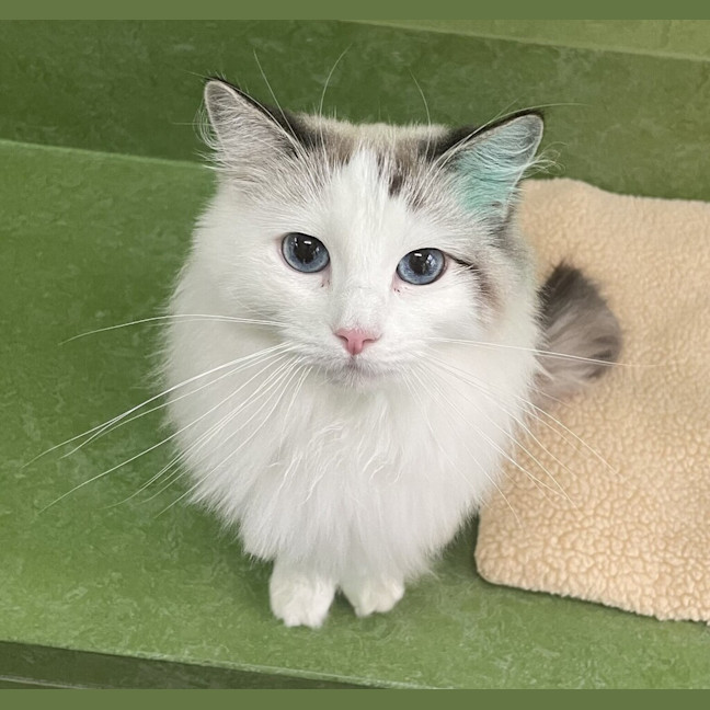 Photo of Snowball