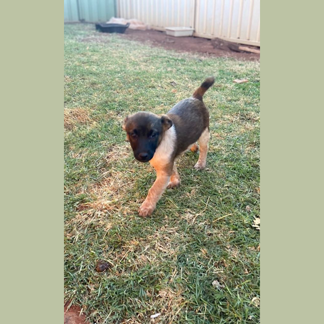Photo of Scarlet