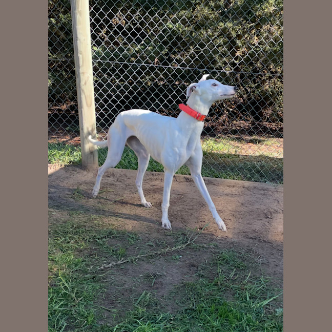 Photo of Dolly  Located Melbourne And Toongabbie