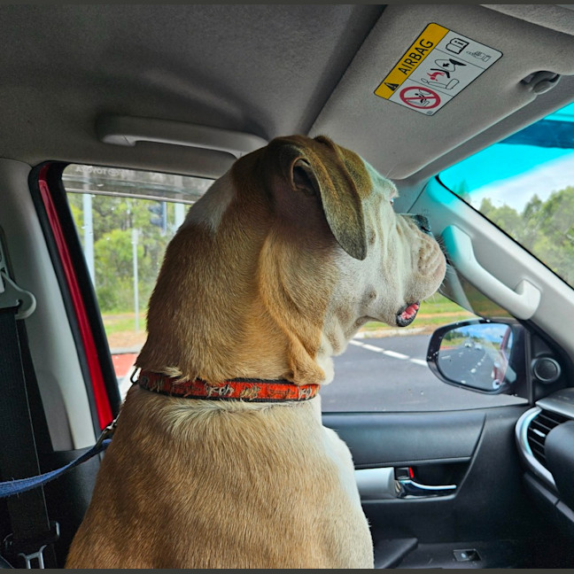 Photo of Maverick