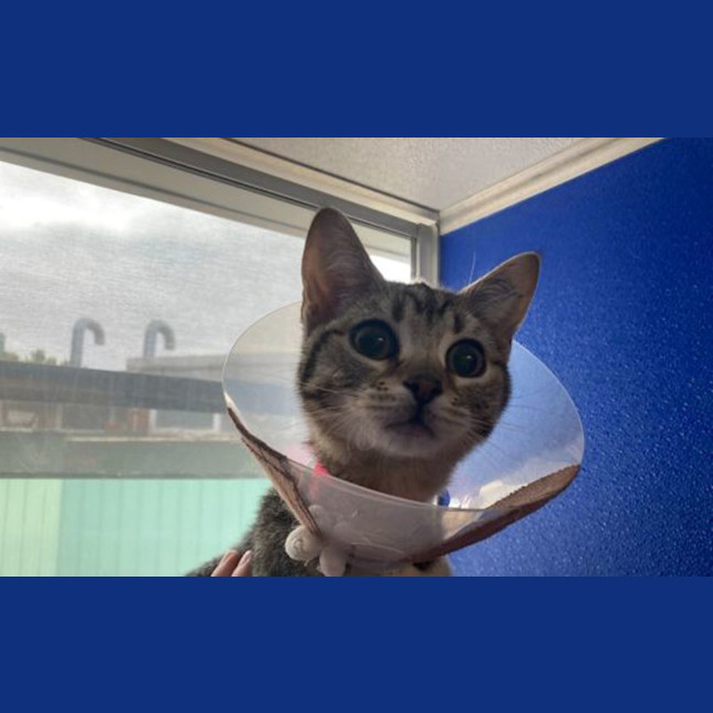 Photo of Cookie