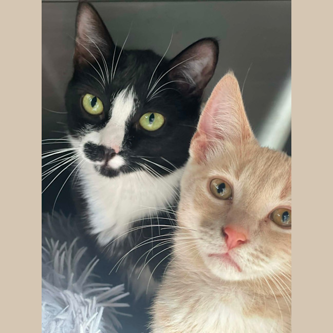 Photo of Johnny Cash**2nd Chance Cat Rescue