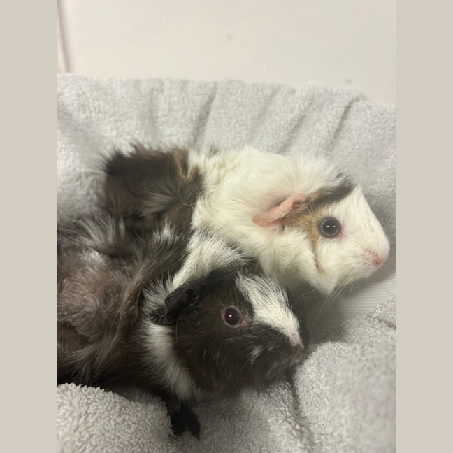 Photo of Bandicoot 