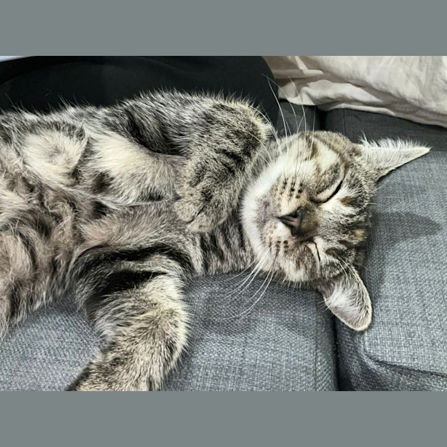 Photo of Astra