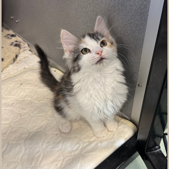 Photo of Kali