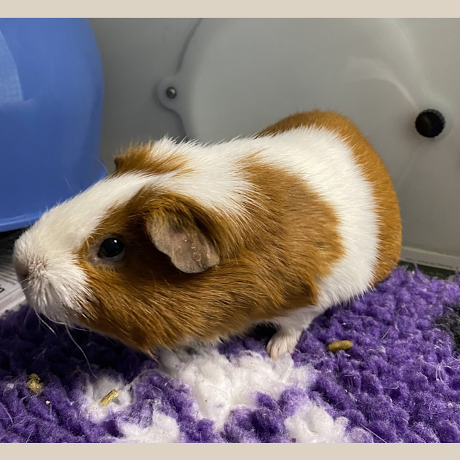 Photo of Chippie