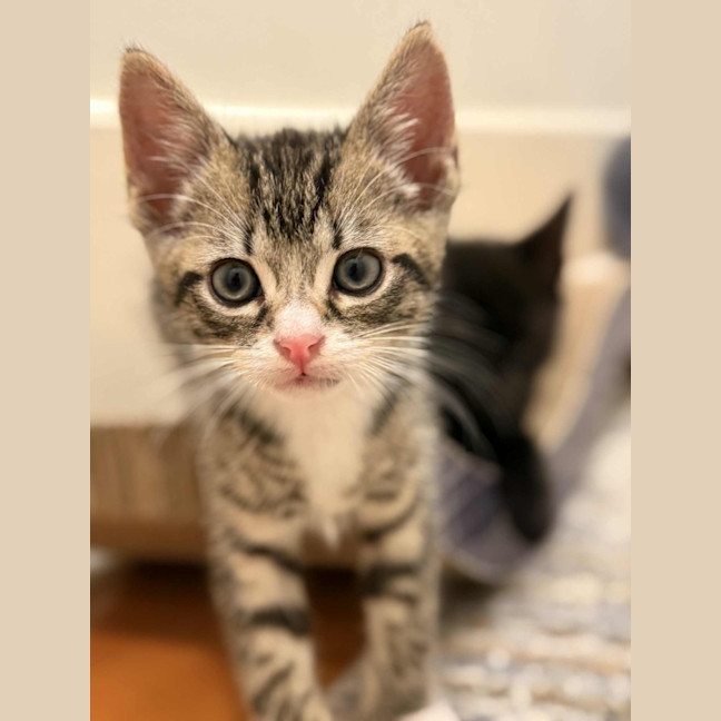 Photo of Ziggy And Mars