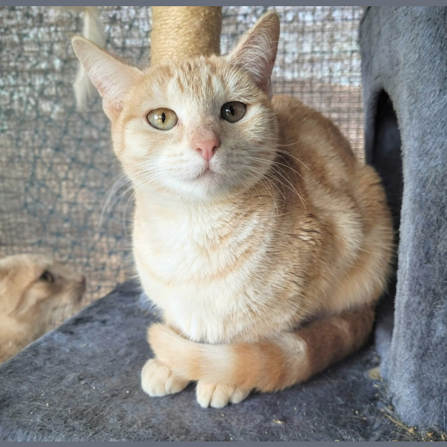 Photo of Shiro Tora 🐅