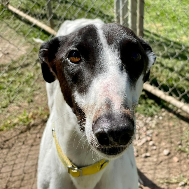 Photo of Ray (Prev. Ramone)