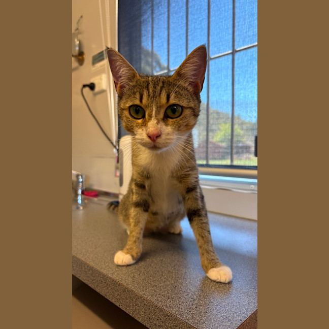 Photo of Twix