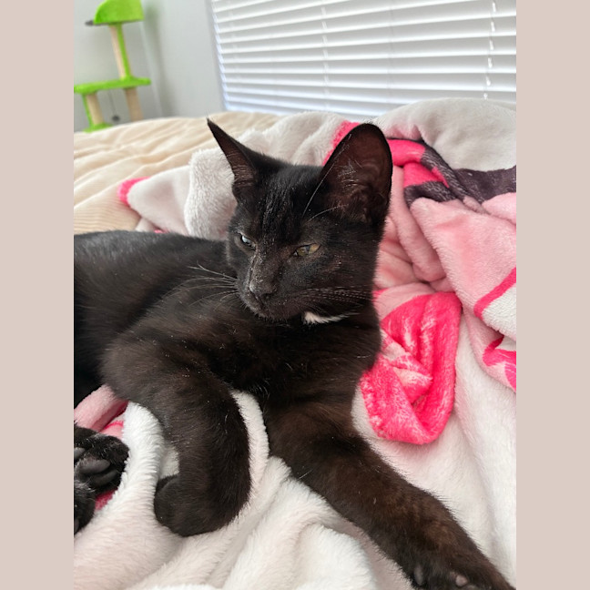 Photo of Shadow