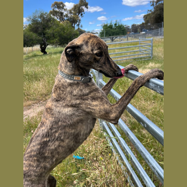 Photo of American Angel 