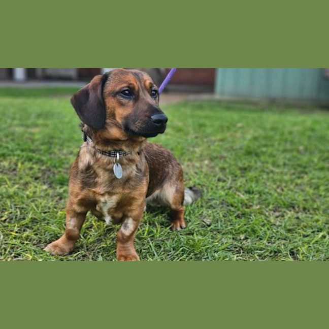 Photo of Oscar