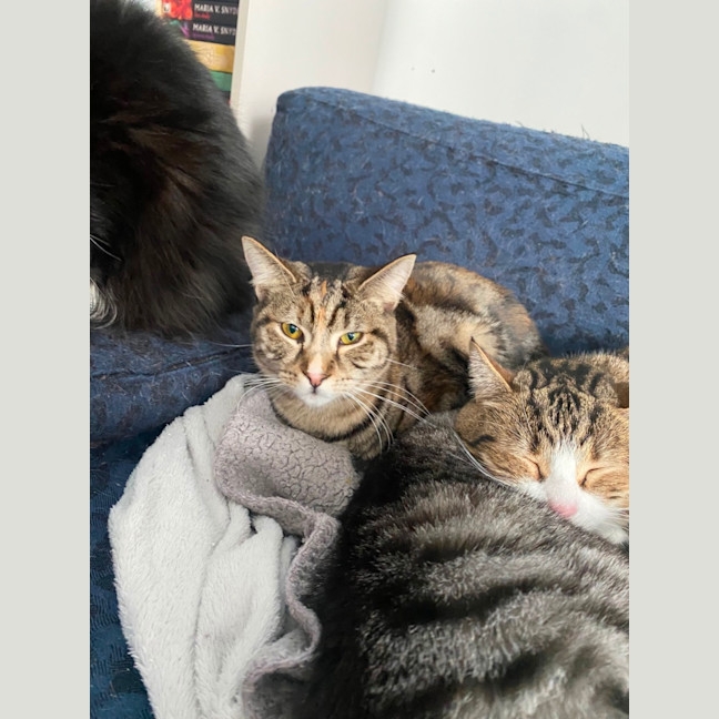 Photo of Caitlyn **2nd Chance Cat Rescue**