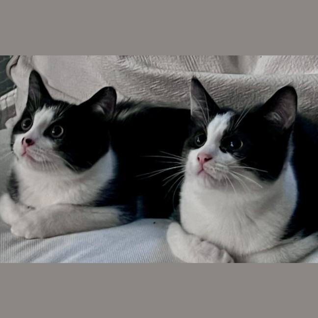 Photo of Solano And Sirocco