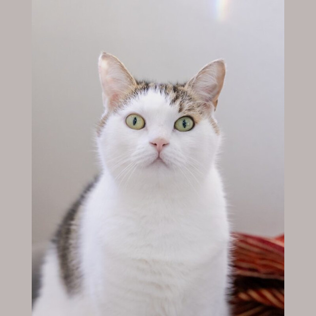 Photo of Guddi