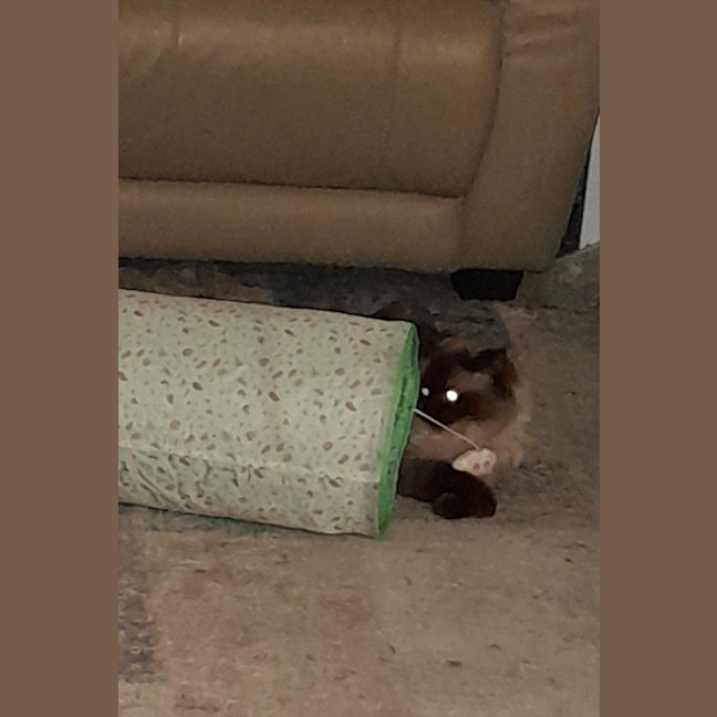 Photo of Charlie