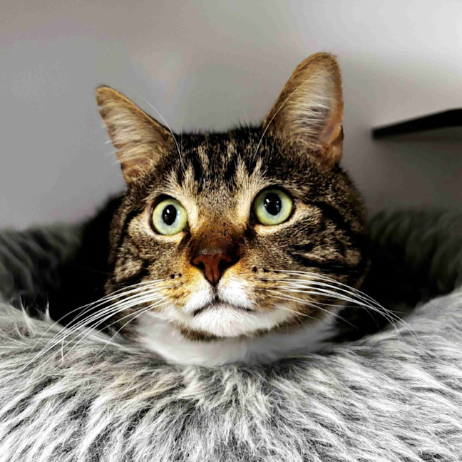Photo of Boris Sta014409