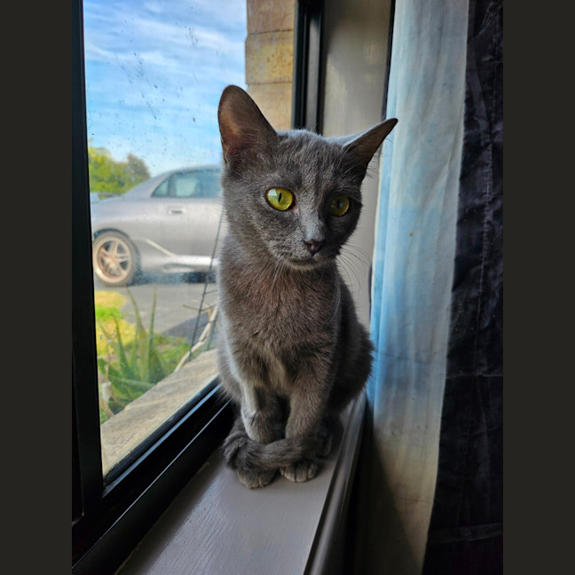 Photo of Smokey