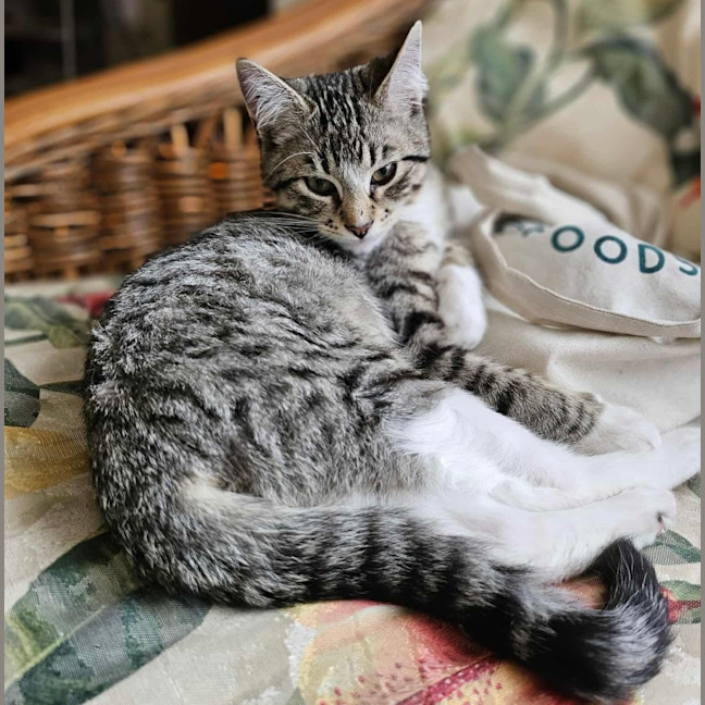 Photo of Truffle & Faun 