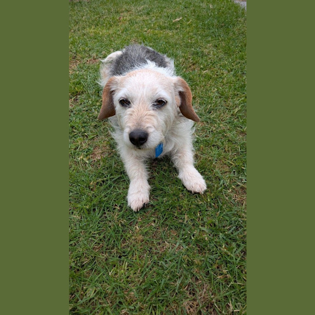 Photo of Sparky