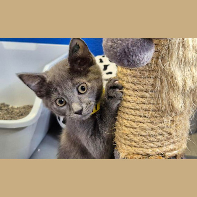 Photo of Smoky