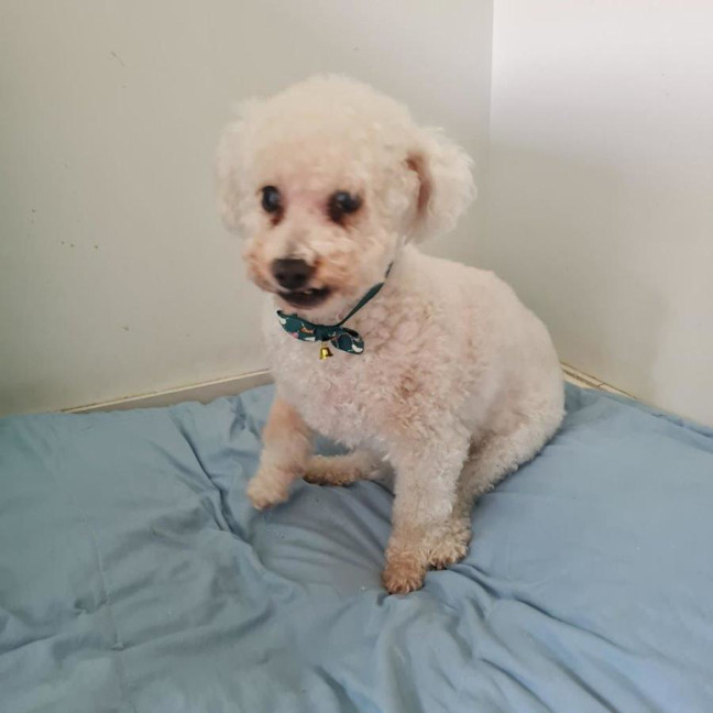 Photo of Toffy Wensleydale