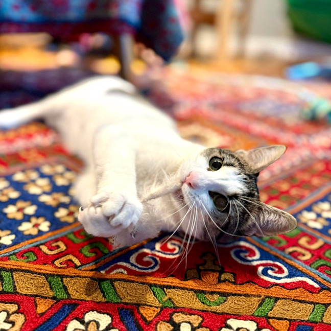 Photo of Pippin   In Foster Care In Brunswick