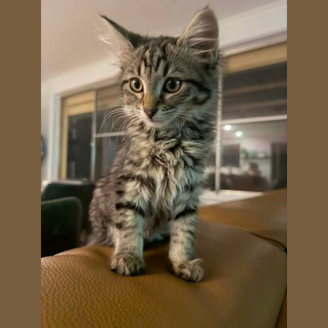 Photo of Cookie