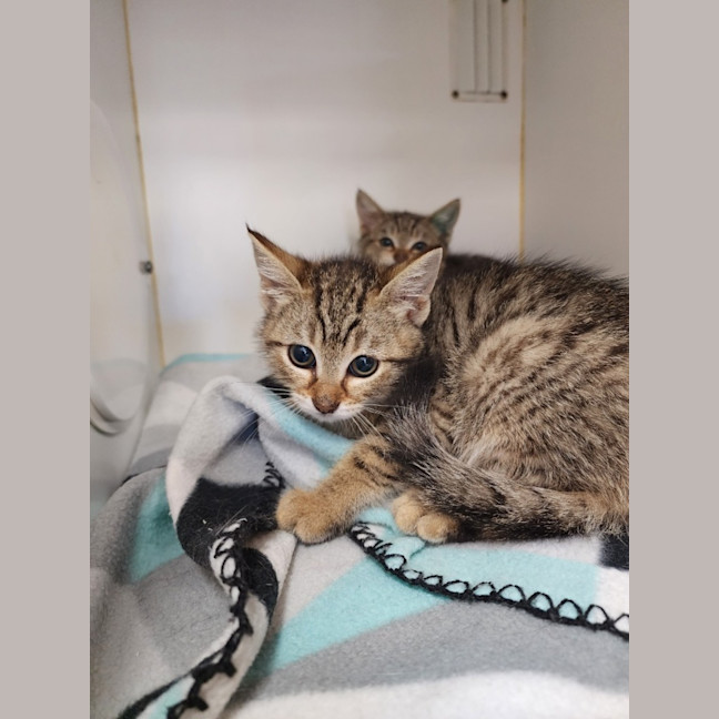 Photo of Dennis And Timmy