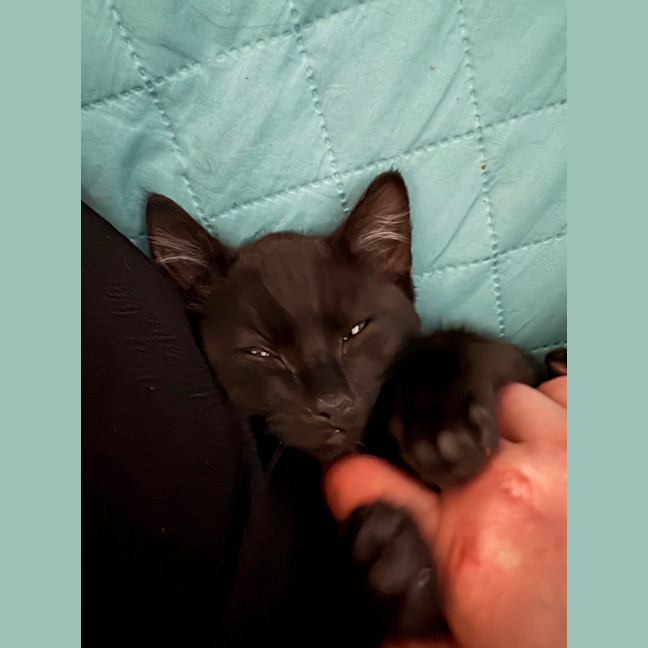 Photo of Gotham **2nd Chance Cat Rescue**