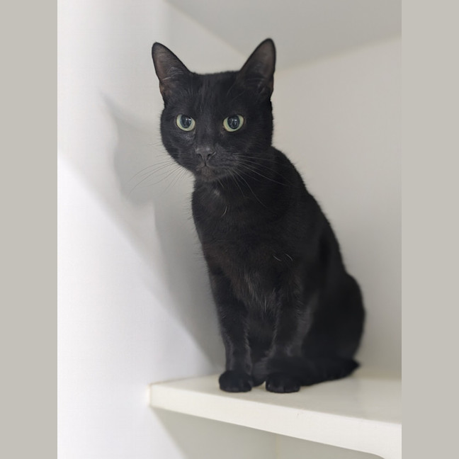 Photo of 🐱‍👤 Lumi 5385 🐱‍👤